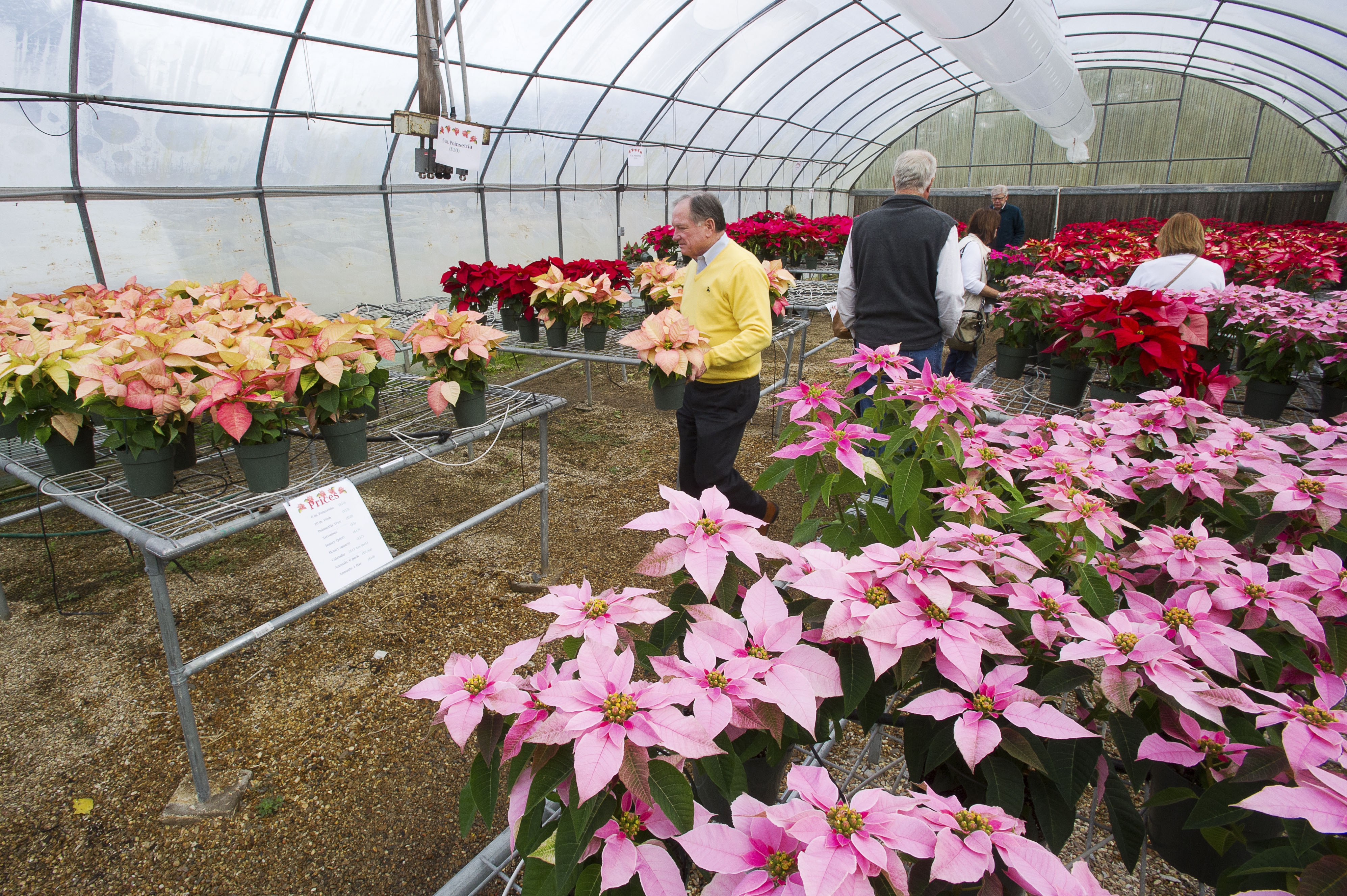 Visitors purchase poinsettias, evaluate new varieties at annual event